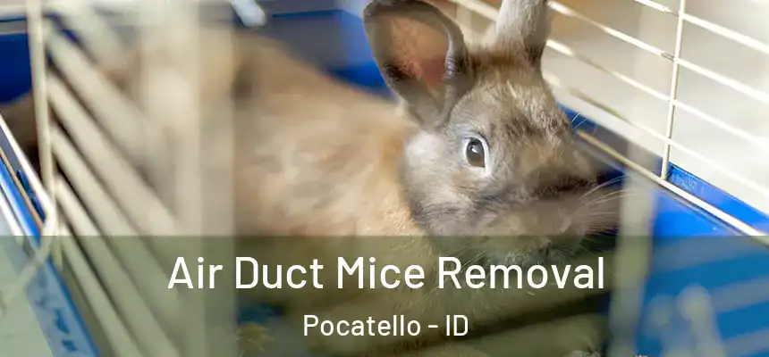 Air Duct Mice Removal Pocatello - ID